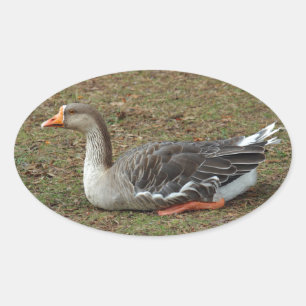 Pegatina Ovalada Cruz entre ganso cisne y ánsar común