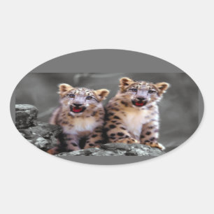 Pegatina Ovalada Cubs de leopardo de la nieve
