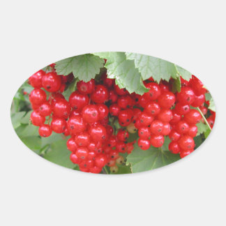 Pegatina Ovalada Currandas rojas en la planta. Hojas verdes.