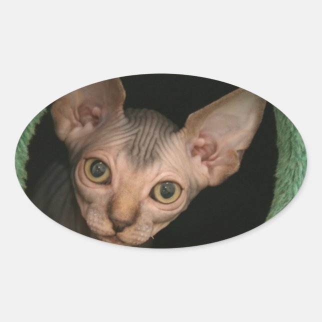 Pegatina Ovalada Cute sphynx kitten (Anverso)