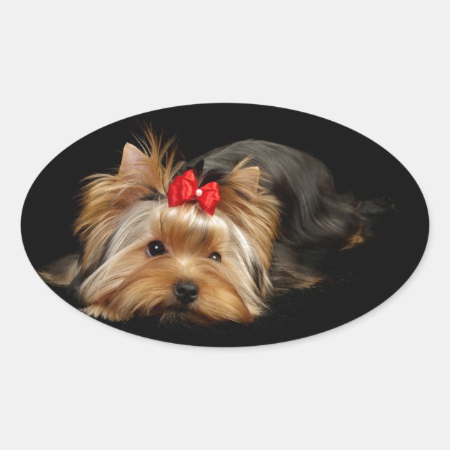 Pegatina Ovalada Cute yorkie (Anverso)