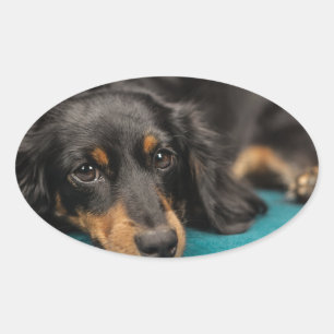 Pegatina Ovalada Cuto Dachshund Abajo