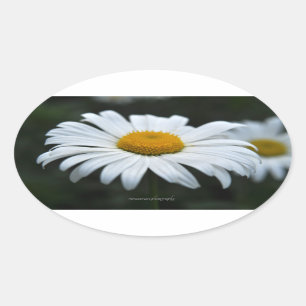 Pegatina Ovalada Daisy - Cara arriba