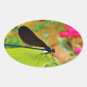 Pegatina Ovalada Damselfly y Rosa