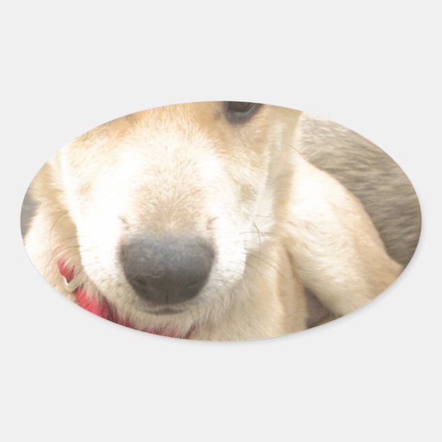 Pegatina Ovalada Deberías Despertar Tu Amor A Diario (Anverso)