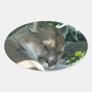 Pegatina Ovalada Descanso de Pegatinas Cougar
