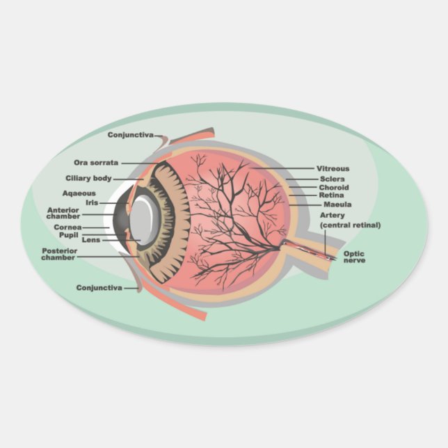 Pegatina Ovalada Diagrama ocular para el mes nacional de atención o (Anverso)