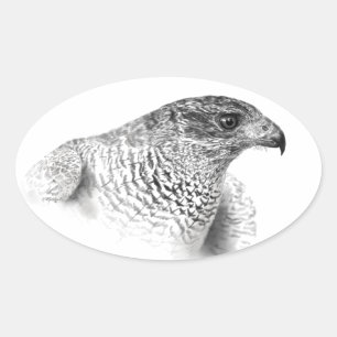 Pegatina Ovalada Dibujo de Goshawk