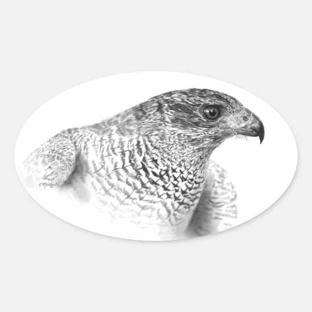 Pegatina Ovalada Dibujo de Goshawk (Anverso)