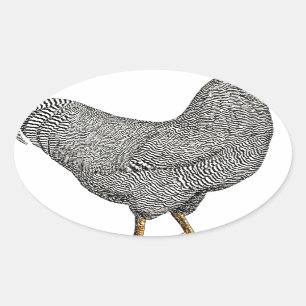 Pegatina Ovalada Dibujo del pollo de Plymouth Rock