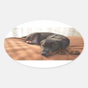 Pegatina Ovalada doberman-pinscher-puppy