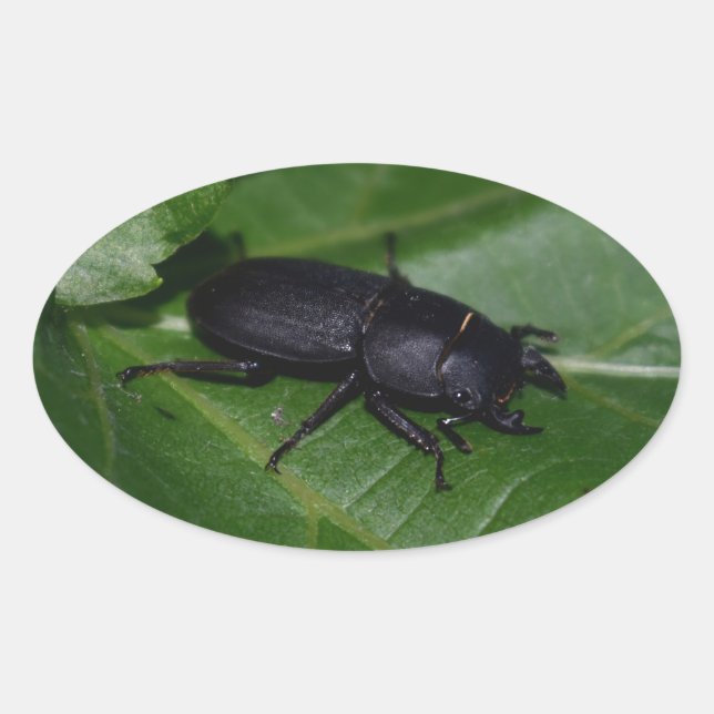 Pegatina Ovalada Dorcus parallelipipedus , el escarabajo de menor t (Anverso)
