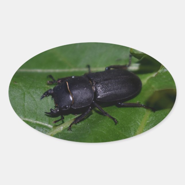 Pegatina Ovalada Dorcus parallelipipedus , el escarabajo de menor t (Anverso)