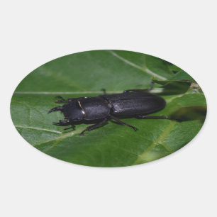 Pegatina Ovalada Dorcus parallelipipedus , el escarabajo de menor t