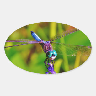 Pegatina Ovalada Dragón arcoiris verde azulado