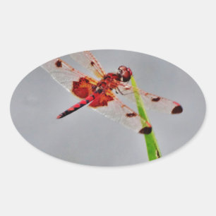 PEGATINA OVALADA DSC00029.JPG