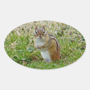 Pegatina Ovalada Eastern Chipmunk