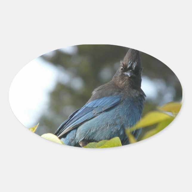Pegatina Ovalada Ed Sutton - Steller Jay (Anverso)