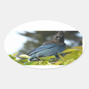 Pegatina Ovalada Ed Sutton - Steller Jay