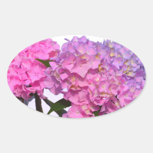Pegatina Ovalada Elegante floral rosa púrpura hidrangeas