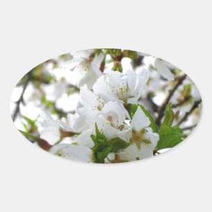 Pegatina Ovalada Elegante foto de flor floral blanca