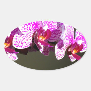 Pegatina Ovalada Elegantes orquídeas de flores florales tropicales 