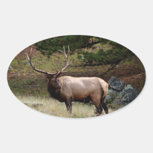 Pegatina Ovalada Elk in the Wild