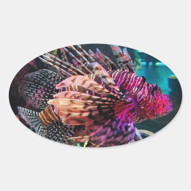 Pegatina Ovalada Espectacular Lionfish (Anverso)