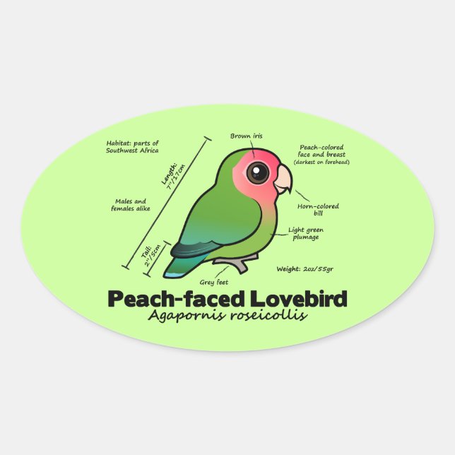 Pegatina Ovalada estadísticas Melocotón-hechas frente del Lovebird (Anverso)