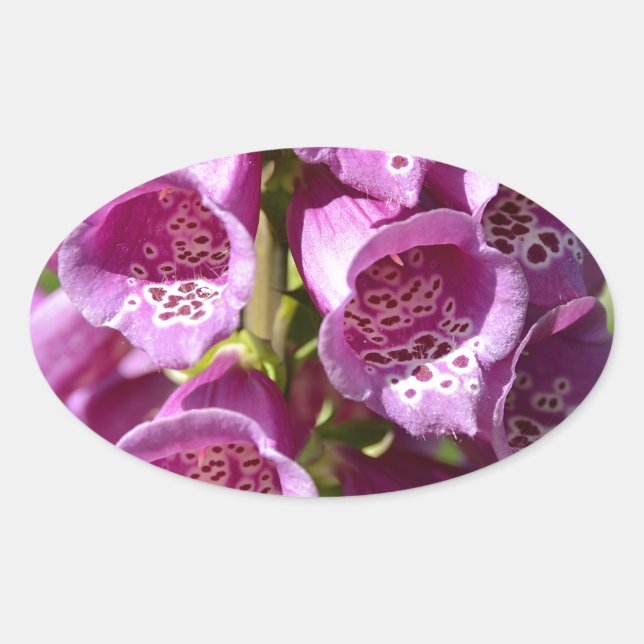 Pegatina Ovalada Estopa púrpura (Anverso)