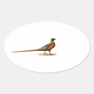 Pegatina Ovalada faisán Anillo-necked