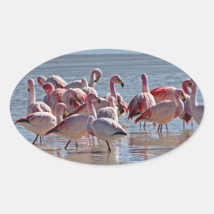 Pegatina Ovalada Flamencos rosados en el agua