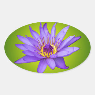 Pegatina Ovalada Flor de Nenúfar Estanque Acuático Flor de Agua Púr