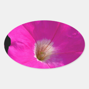 Pegatina Ovalada flor de petunia rosa