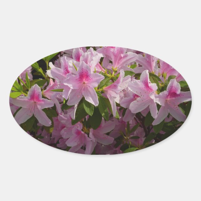 Pegatina Ovalada Flor de primavera rosada de Azalea Bush (Anverso)