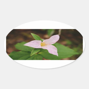 Pegatina Ovalada Flor del Trillium
