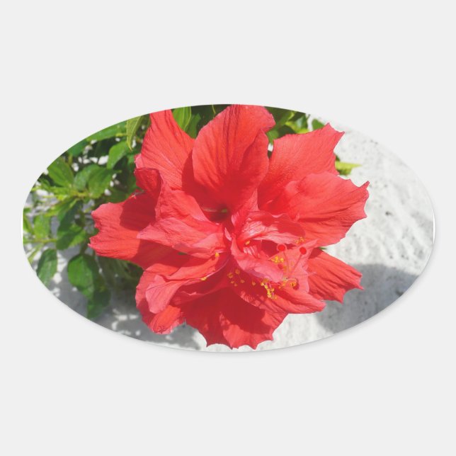 Pegatina Ovalada Flor doble roja hibiscus (Anverso)