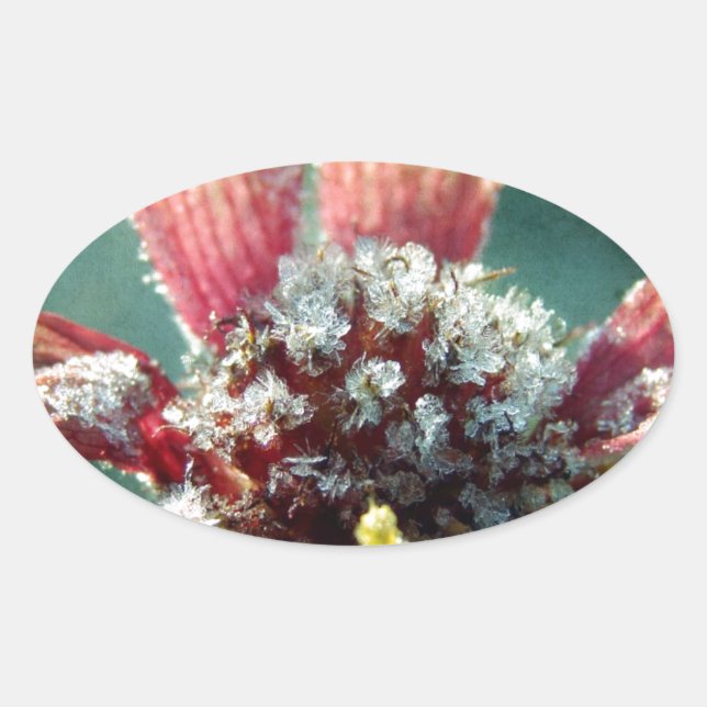 Pegatina Ovalada Flor helada (Anverso)