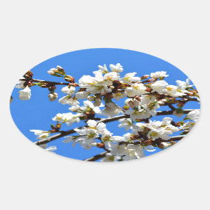 Pegatina Ovalada florecimiento de primavera