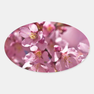 Pegatina Ovalada Flores de Cerezo Sakura Besadas por la Luz del Sol