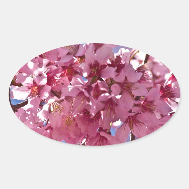 Pegatina Ovalada Flores de Cerezo Sakura Estrellas Rojas (Anverso)