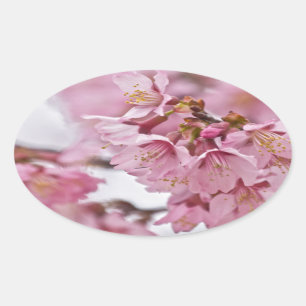 Pegatina Ovalada Flores de cerezo Sakura Rosa Pálido