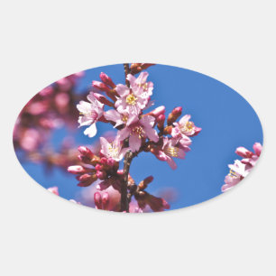 Pegatina Ovalada Flores de Cerezo Sakura Tocando Azul