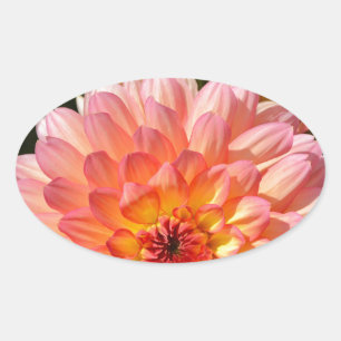 Pegatina Ovalada Flores de dahlia rosa en flor