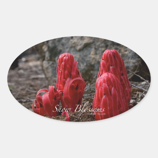 Pegatina Ovalada Flores de nieve (Anverso)