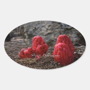 Pegatina Ovalada Flores de nieve