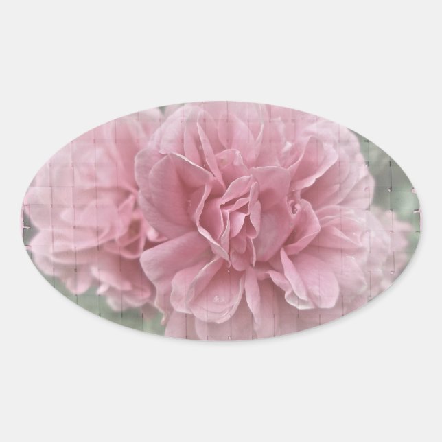 Pegatina Ovalada Flores de Rosa de escalada rosa (Anverso)