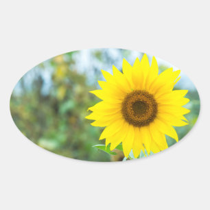 Pegatina Ovalada Flores silvestres de girasol