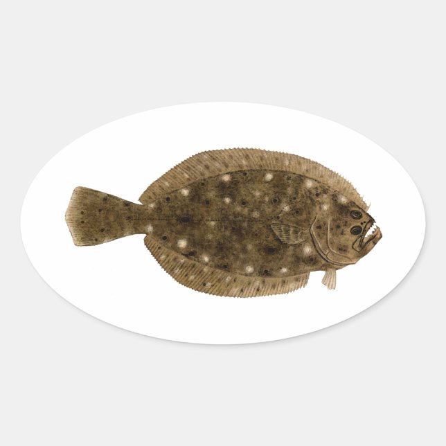Pegatina Ovalada Fluke - Summer Flounder (Anverso)