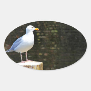 Pegatina Ovalada Fotografía de Gaviota Costera